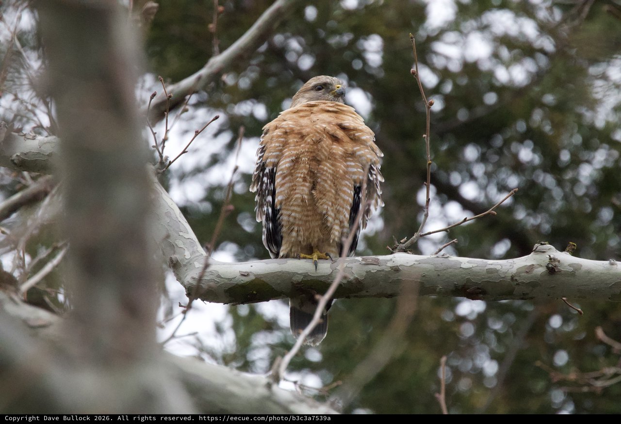 Red-Shouldered Hawk Perched on Birch Branch in Winter