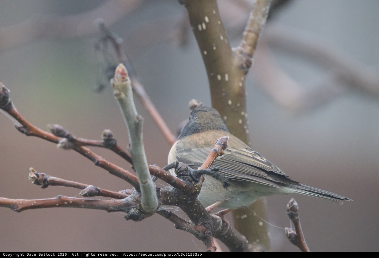 Dark-Eyed Junco Perched on Winter Branch