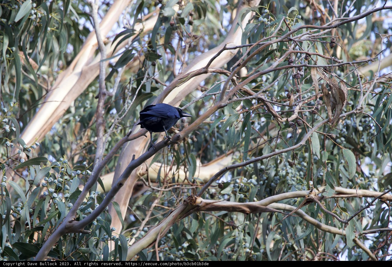Fort Mason's Guardian: The Blackbird
