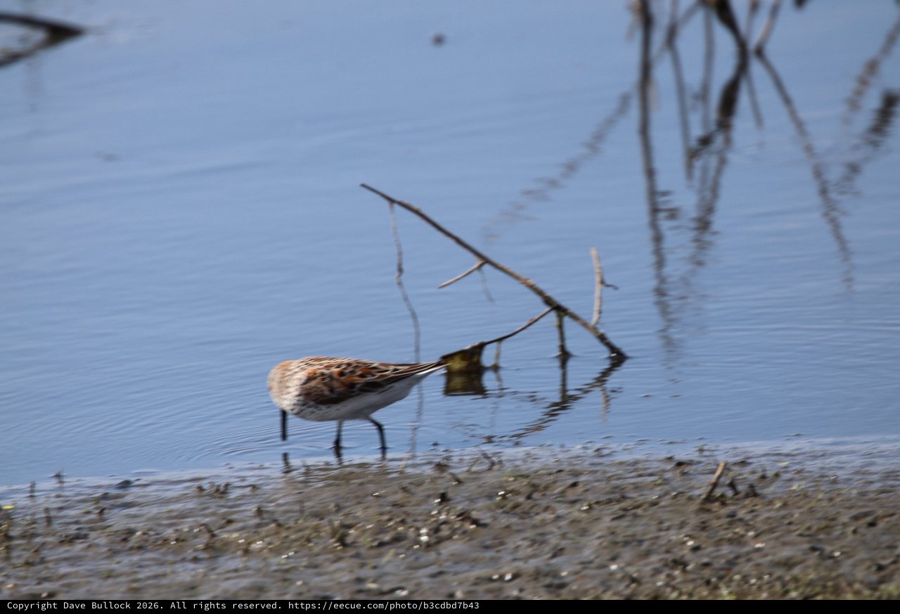 Least Sandpiper Foraging in Shallow Wetland Waters