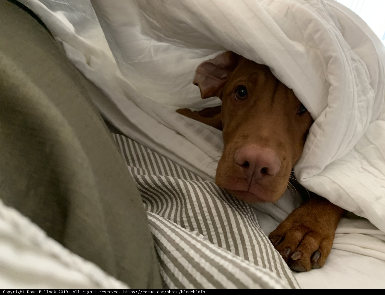 Cozy Companion