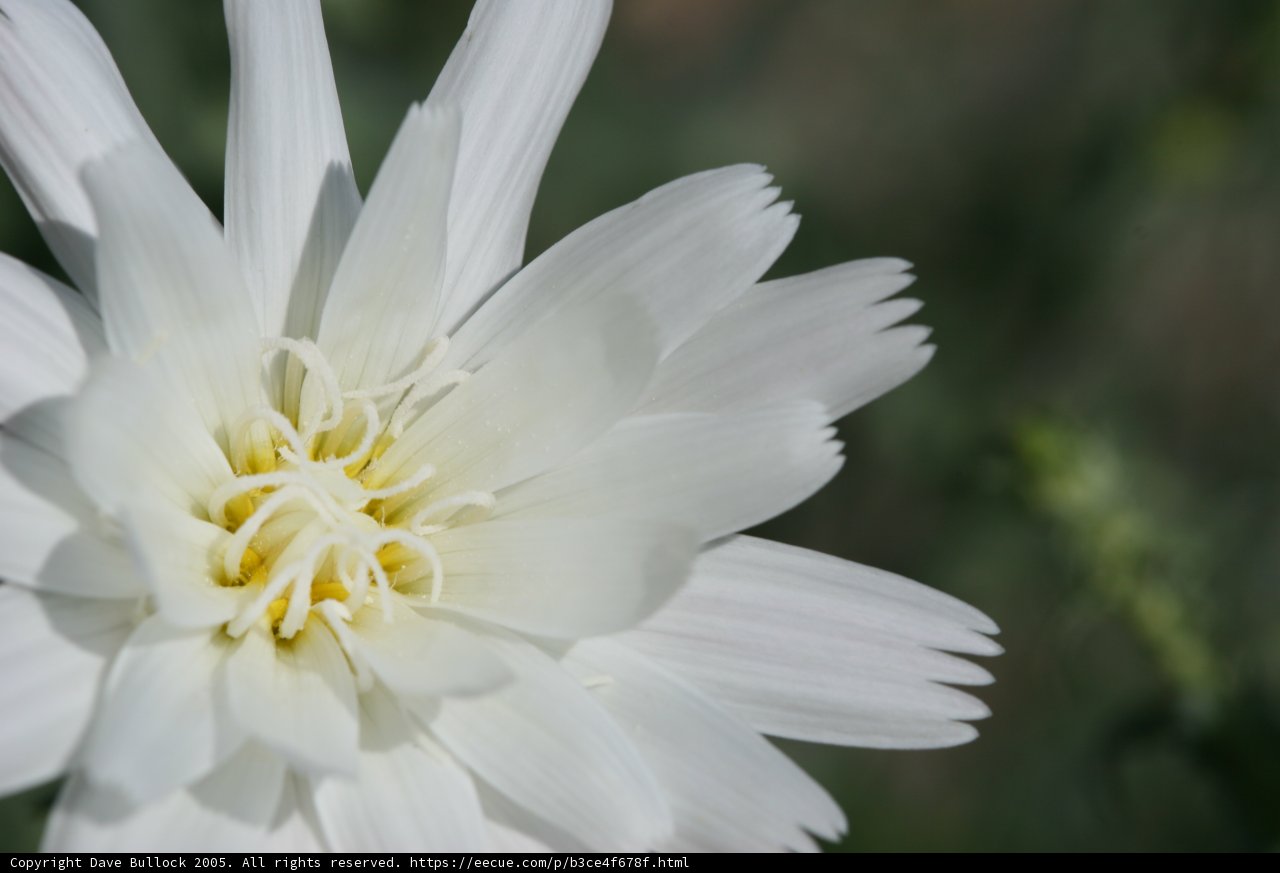 A White Daisy with Yellow Center