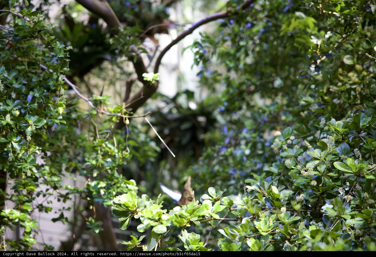 Perching Solitude: A Rainforest Requiem