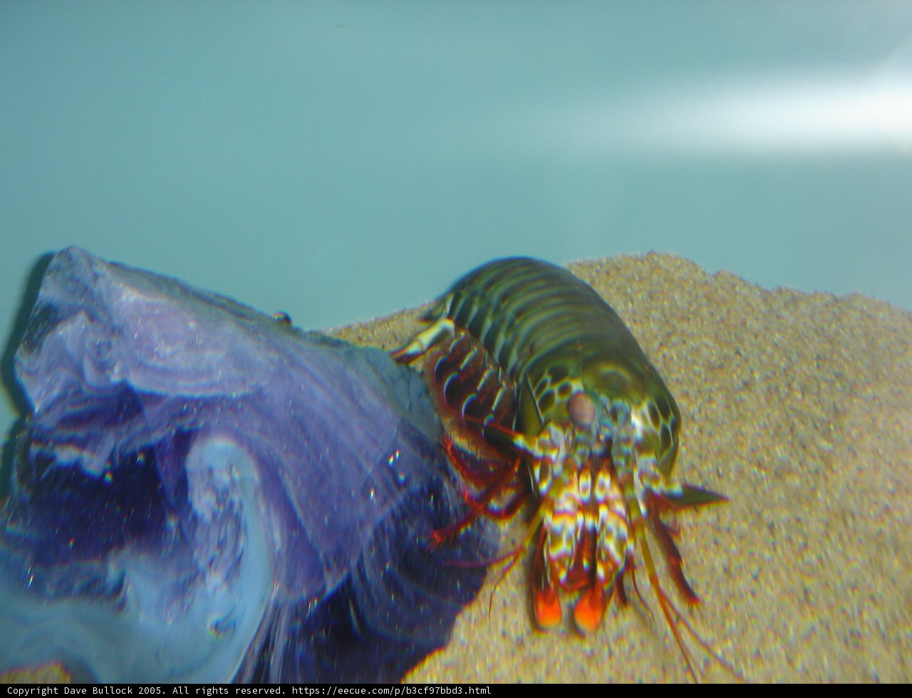Majestic Mantis Shrimp