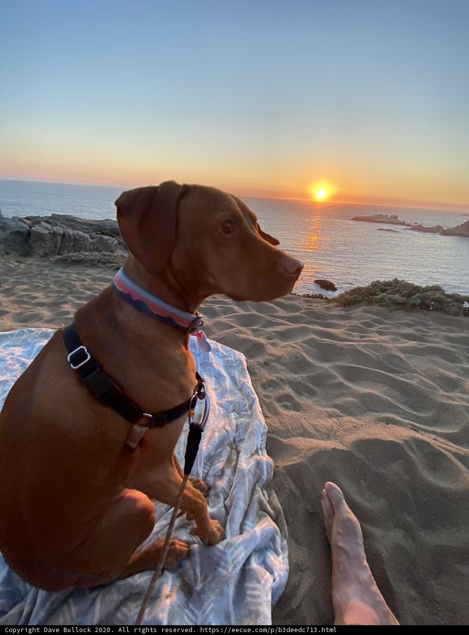 Sunset Serenade with Man's Best Friend