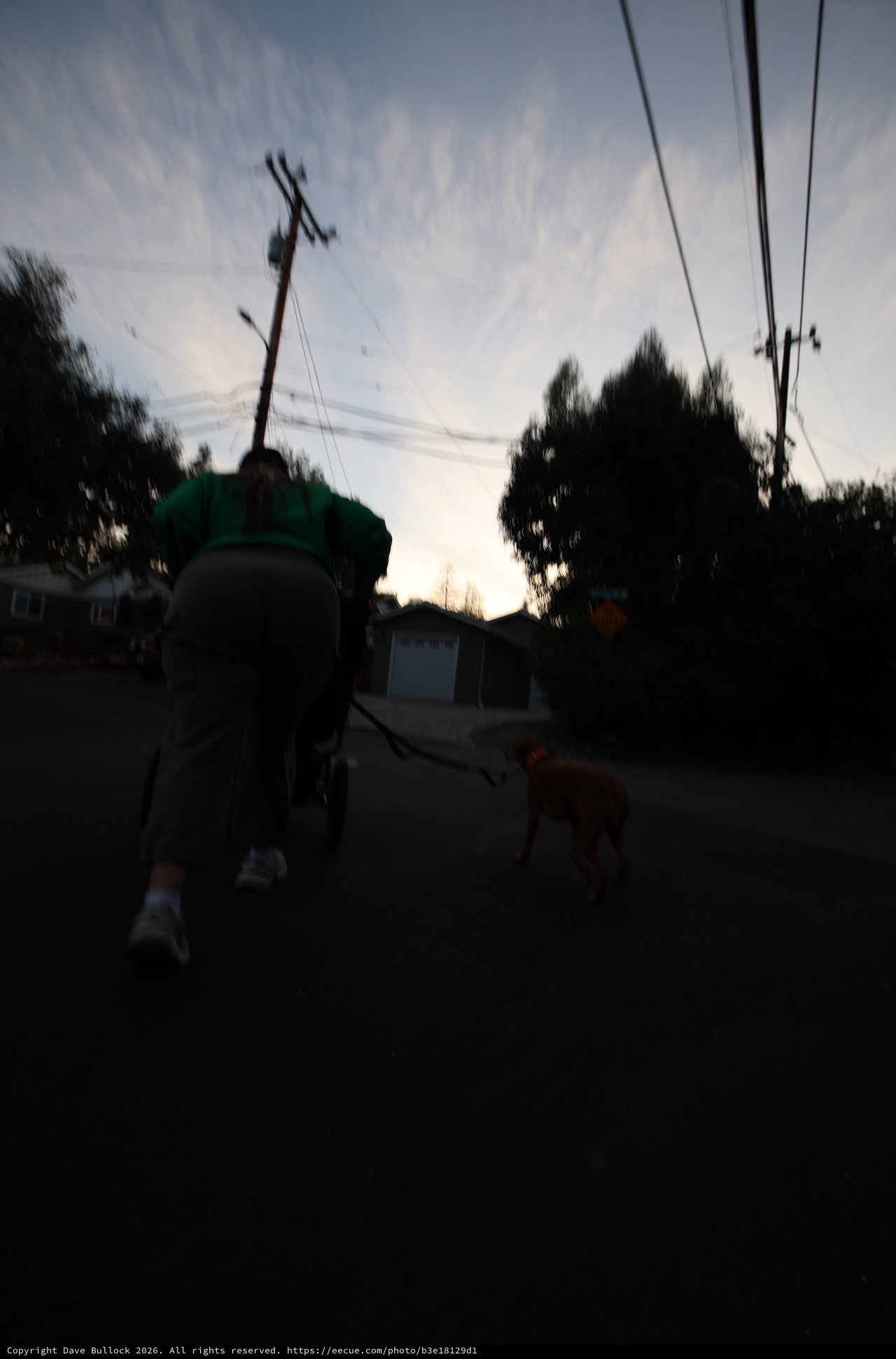 Evening Dog Walk in Suburban Neighborhood at Dusk