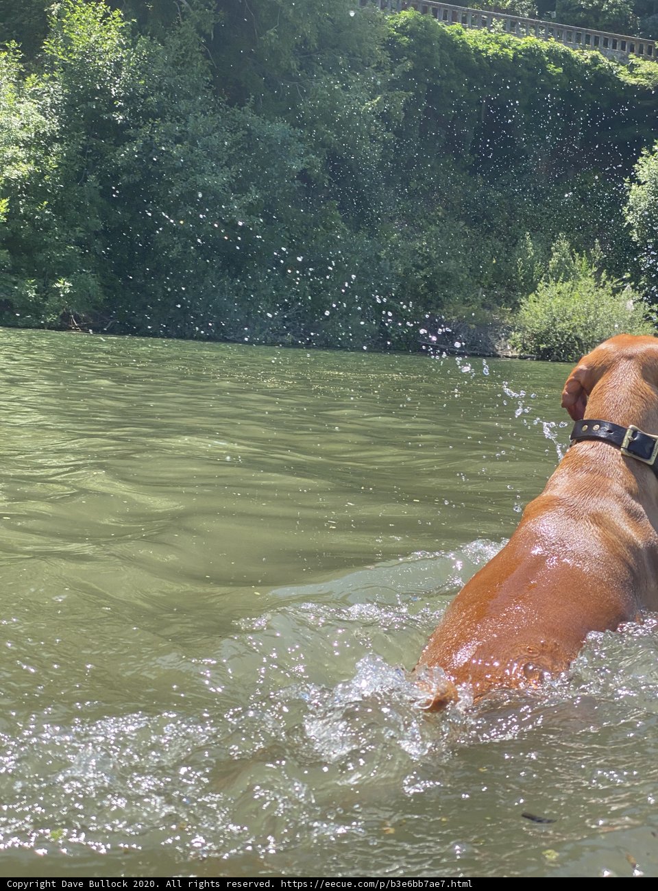 Dive into Summer with this Water-loving Vizsla