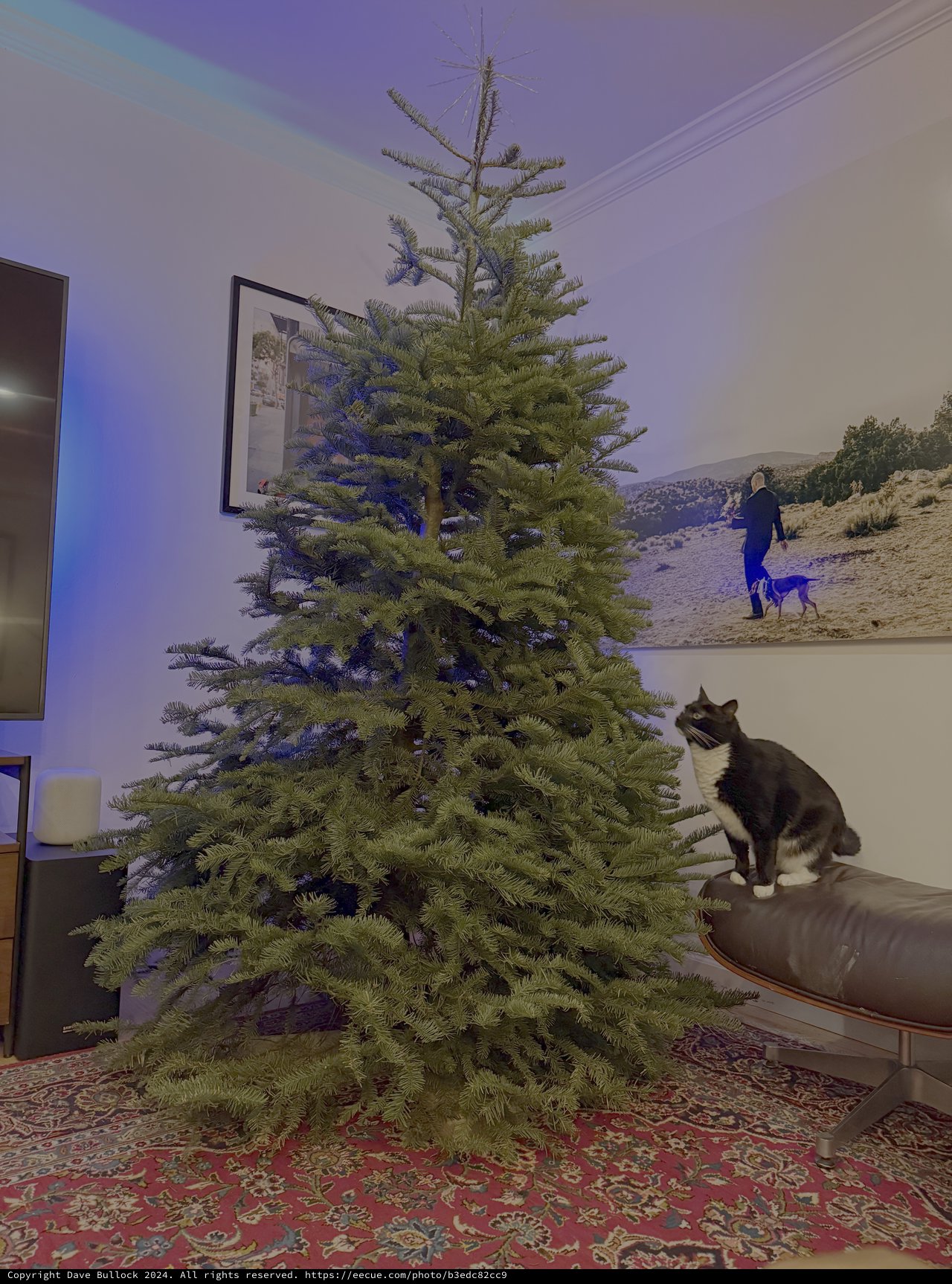 Cat Investigating Christmas Tree in Modern Living Room