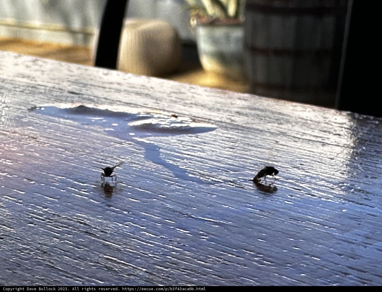 Tiny Insects on a Wooden Table