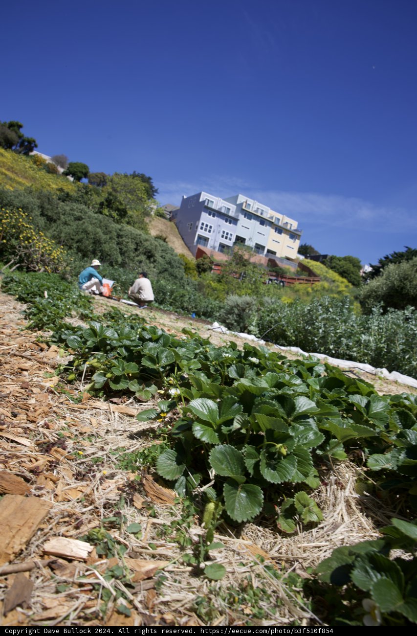 Cultivating Connection: Earth Day at Alemany Farm