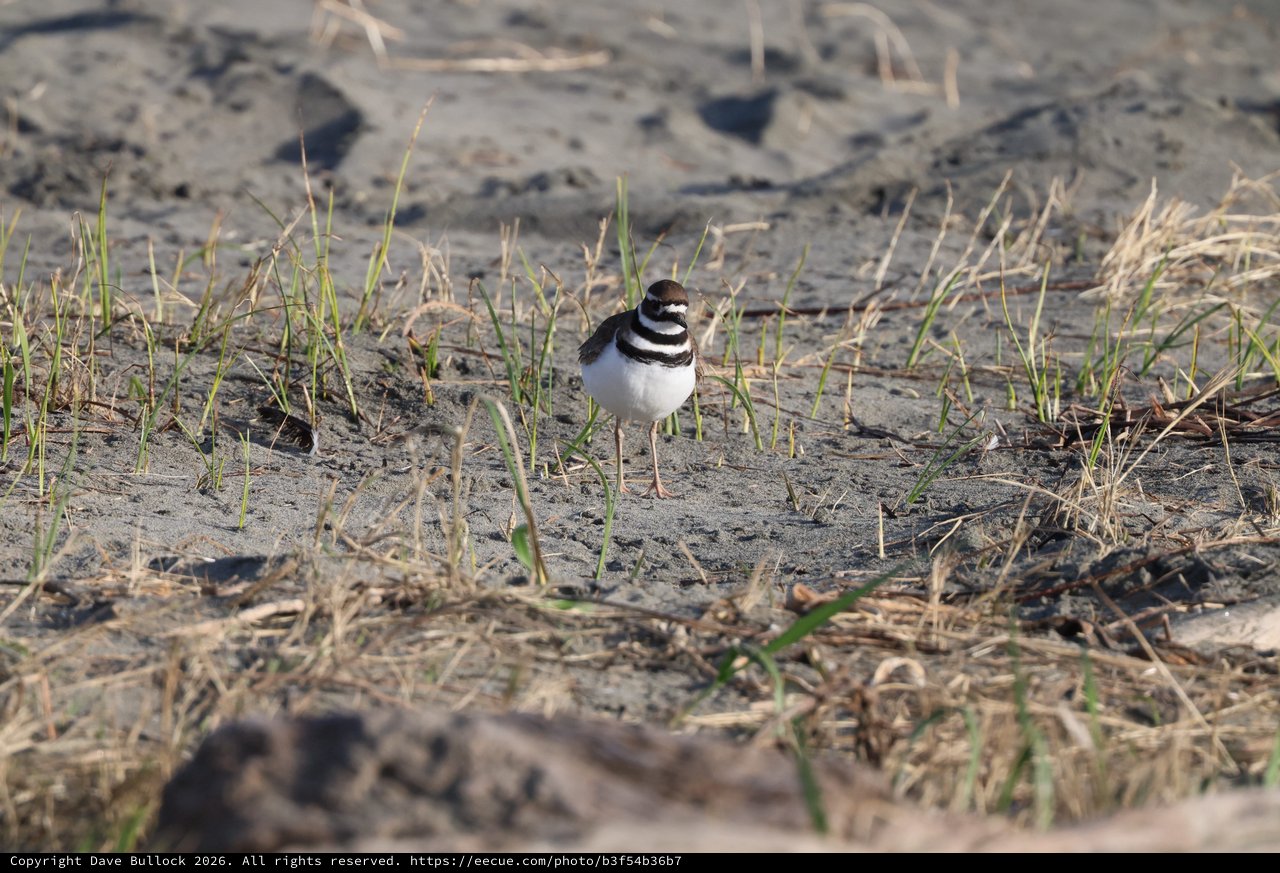 Killdeer on Muddy Ground at Drakes Beach