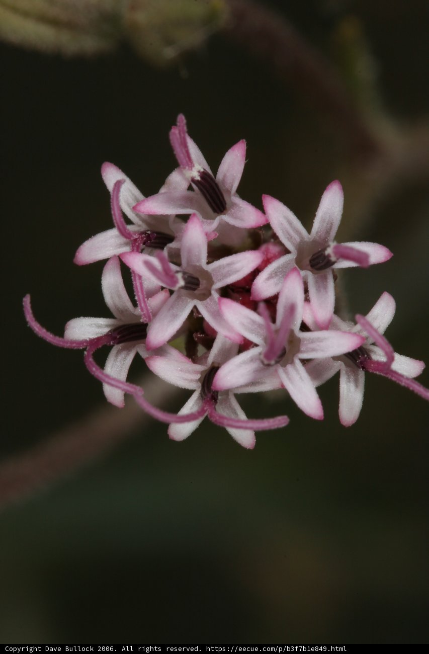Pink Geranium in QVR Desert