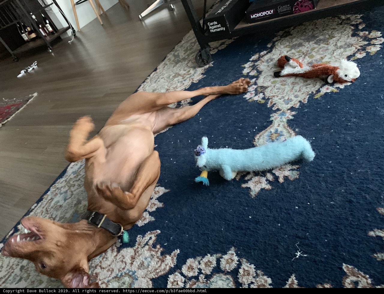Playtime on the Hardwood Floor