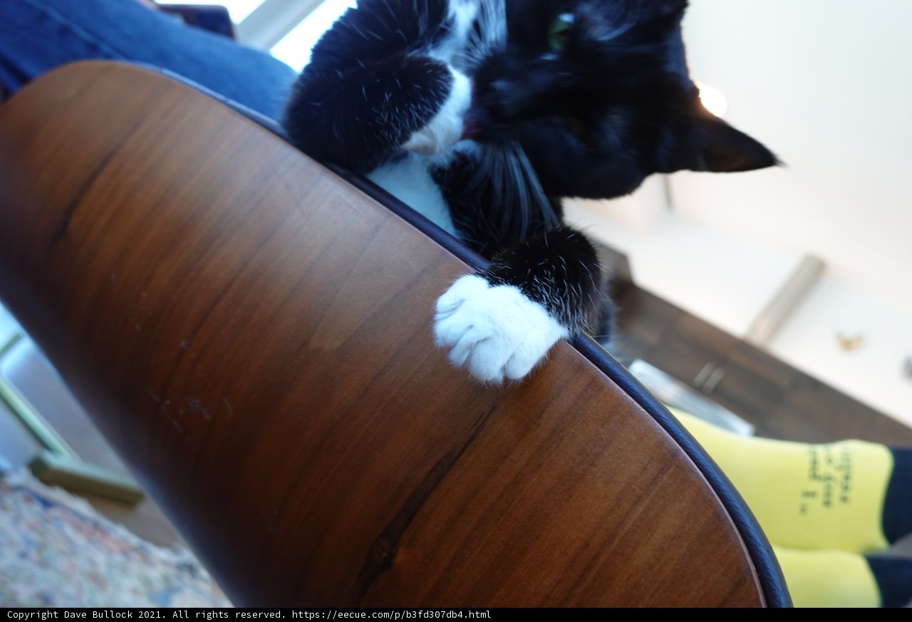 Wooden Table-Topped Feline Relaxation