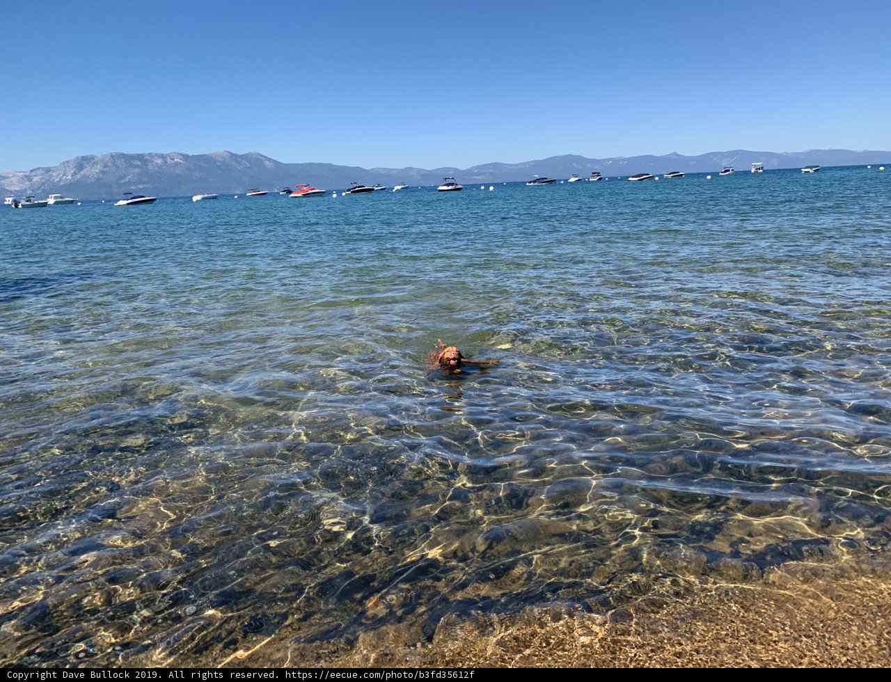 Canine Water Sports