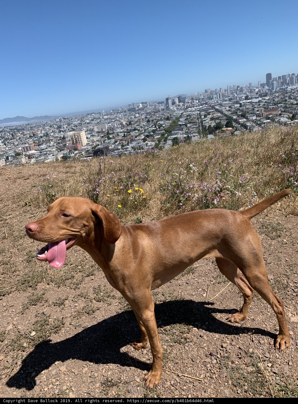 City View from the Eyes of a Loyal Friend