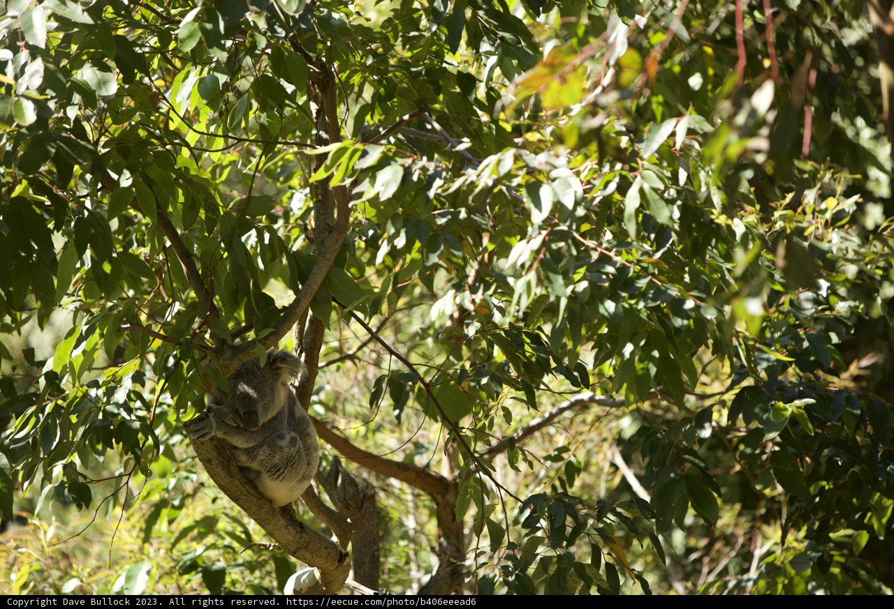 A Caulfield Delight: Koala at the San Francisco Zoo