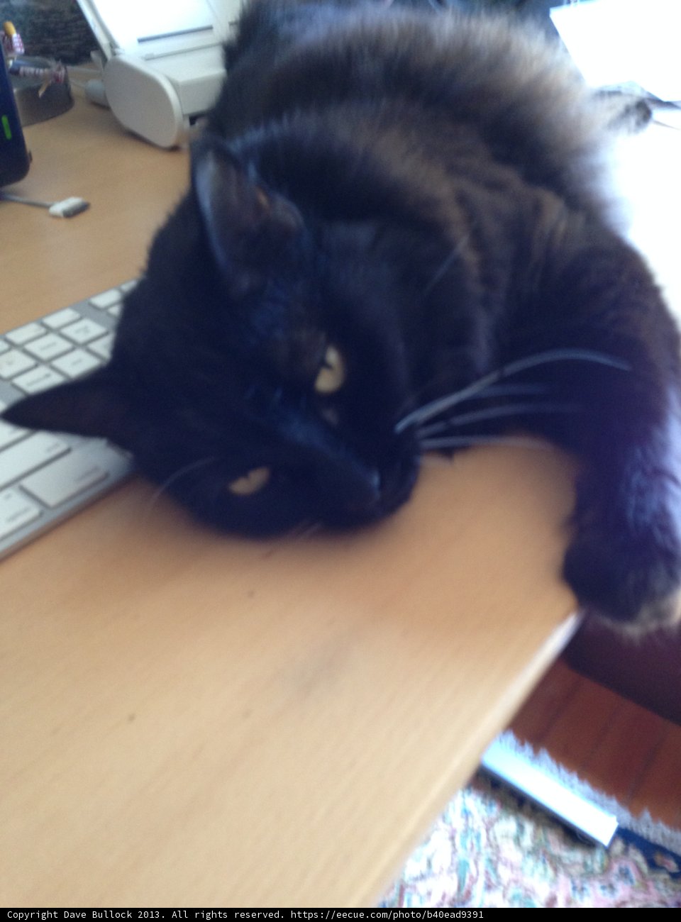 Tech-Savvy Feline