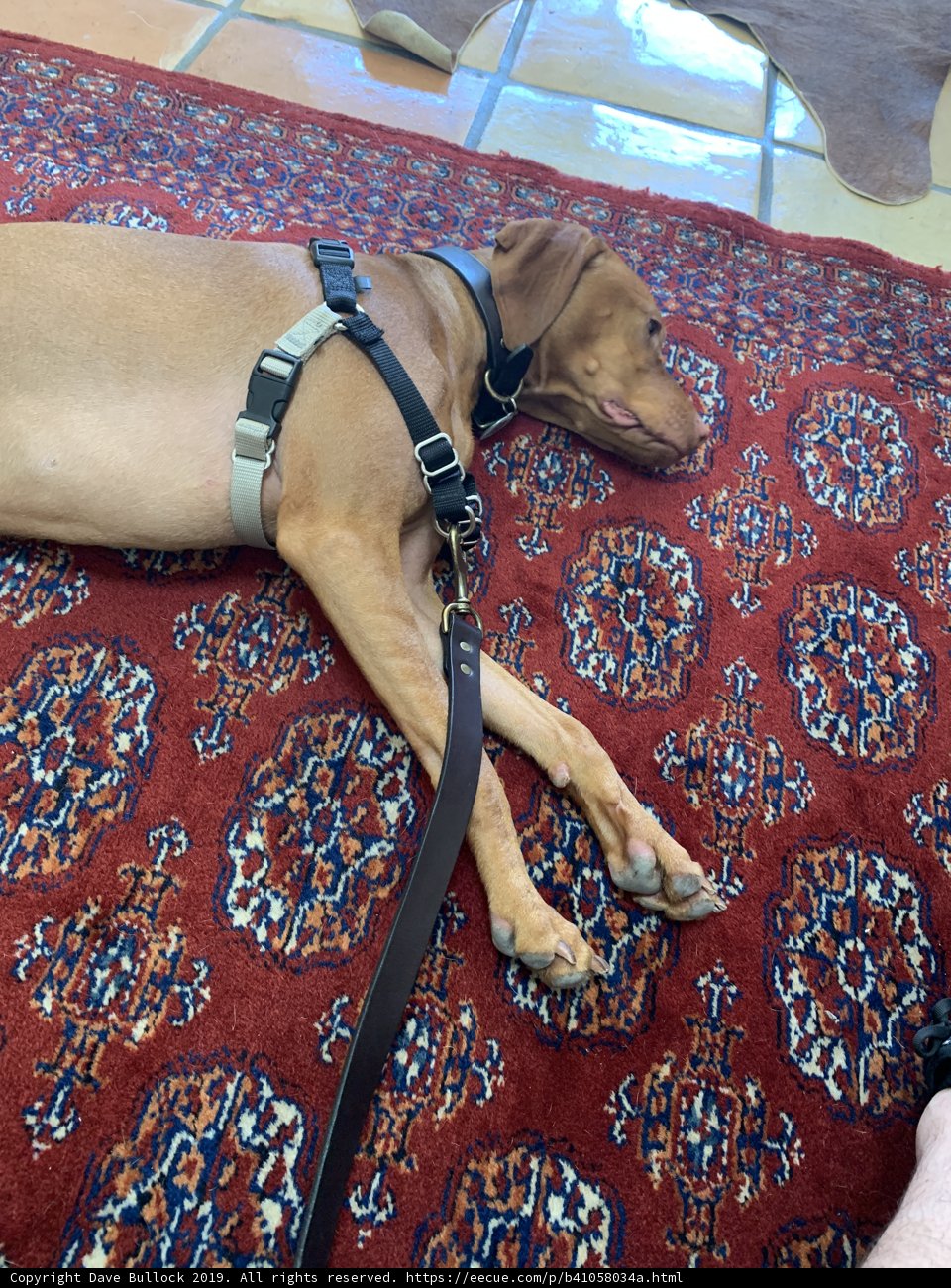 Canine Comfort
