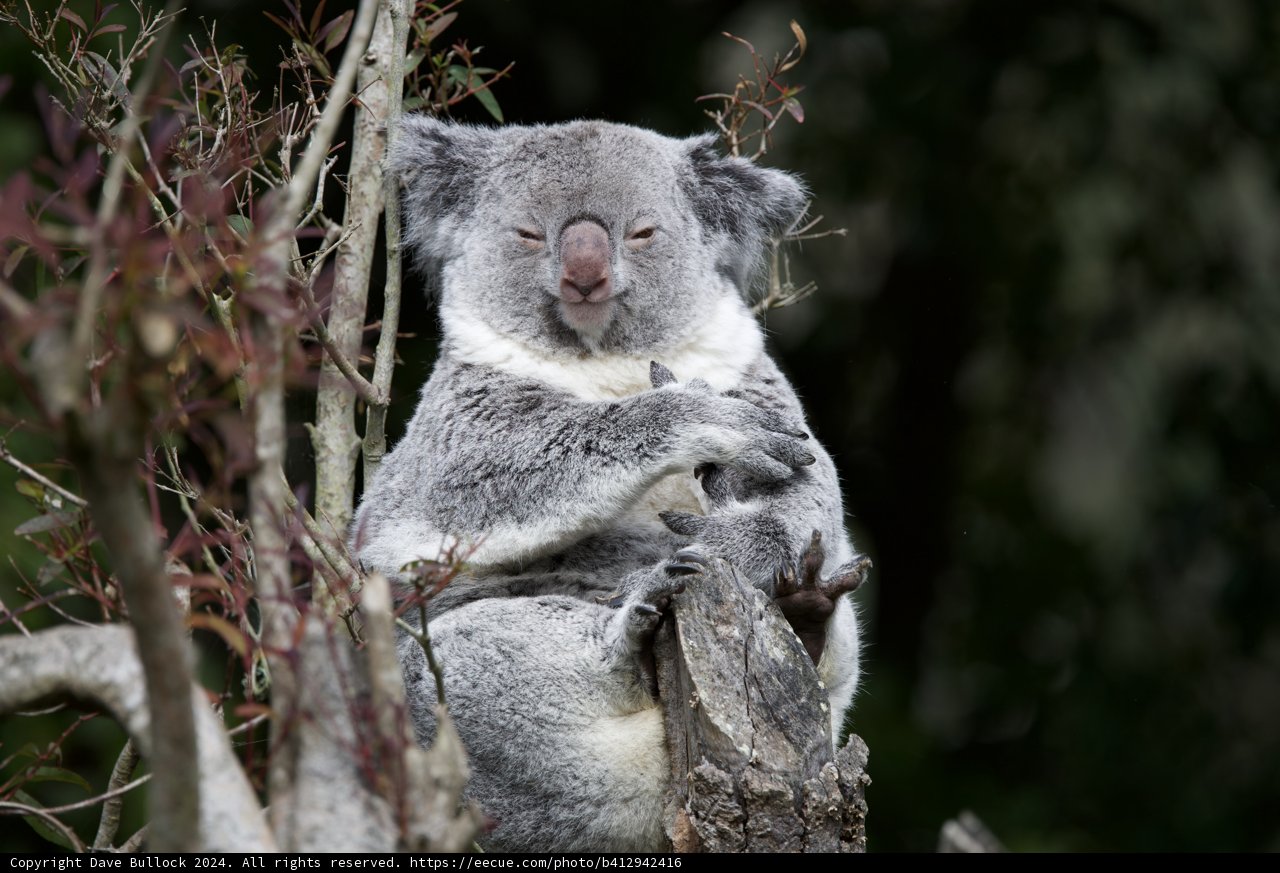 Koala-ty Time at the SF Zoo