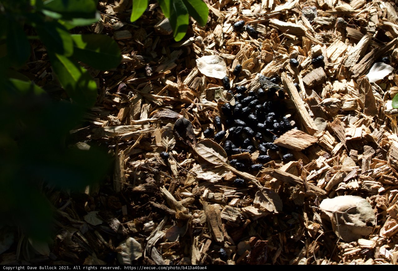 Woodland Discoveries