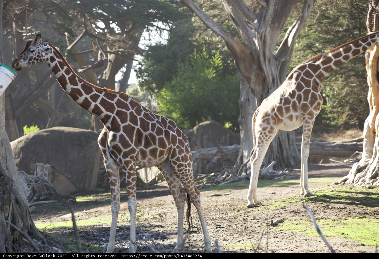 Giraffe Duo in the Green: A Day at SF Zoo