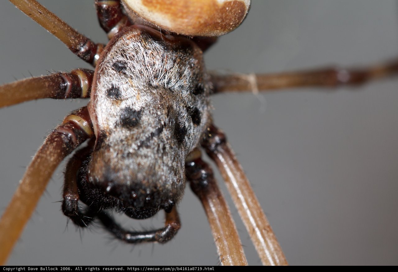 Up Close and Personal with a Garden Spider