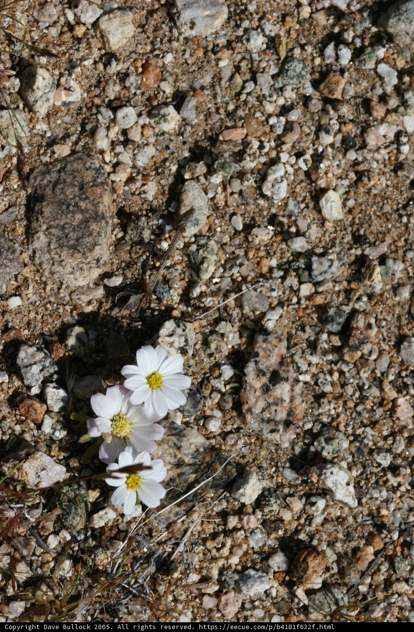 White Daisy-like Flower Blooming in Rocky Soil