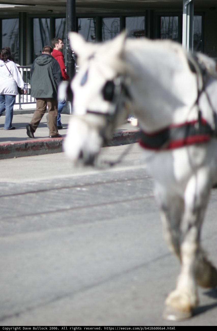 Horse-Drawn Carriage Ride in San Francisco