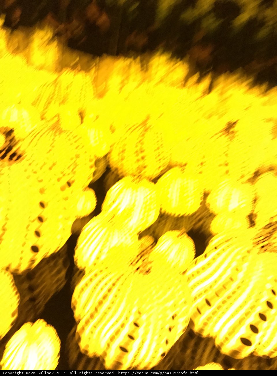 Blurred Beauty in a Sea of Yellow