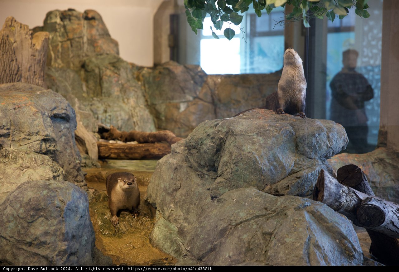 Mirthful Mammals: Otters at the Acquarium of the Bay