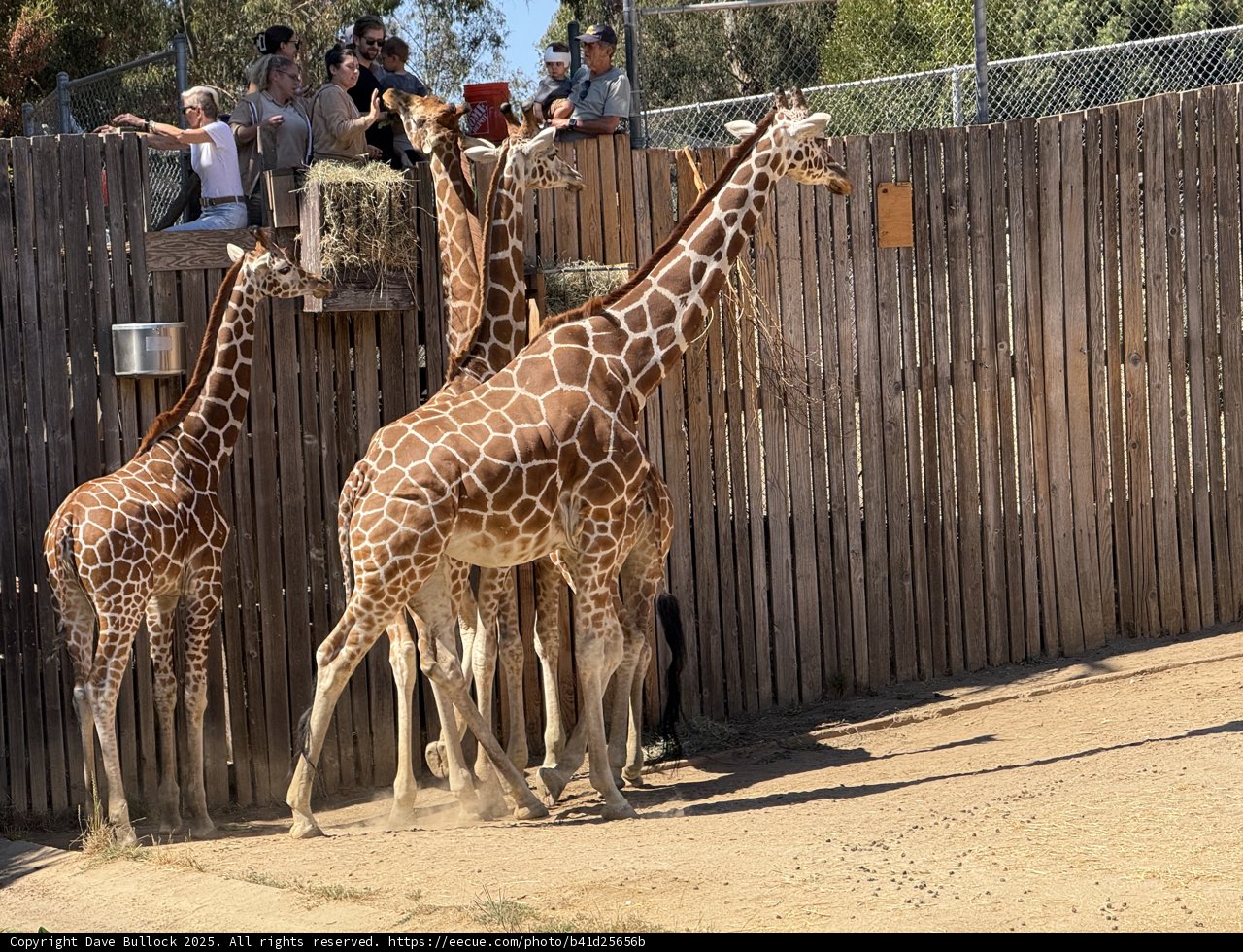 Tall Encounters at the Oakland Zoo