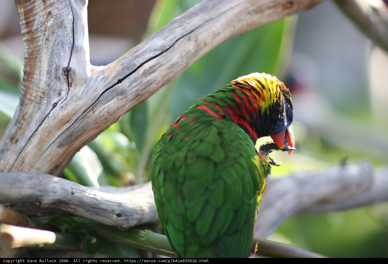 Colorful Parakeet on a Branch