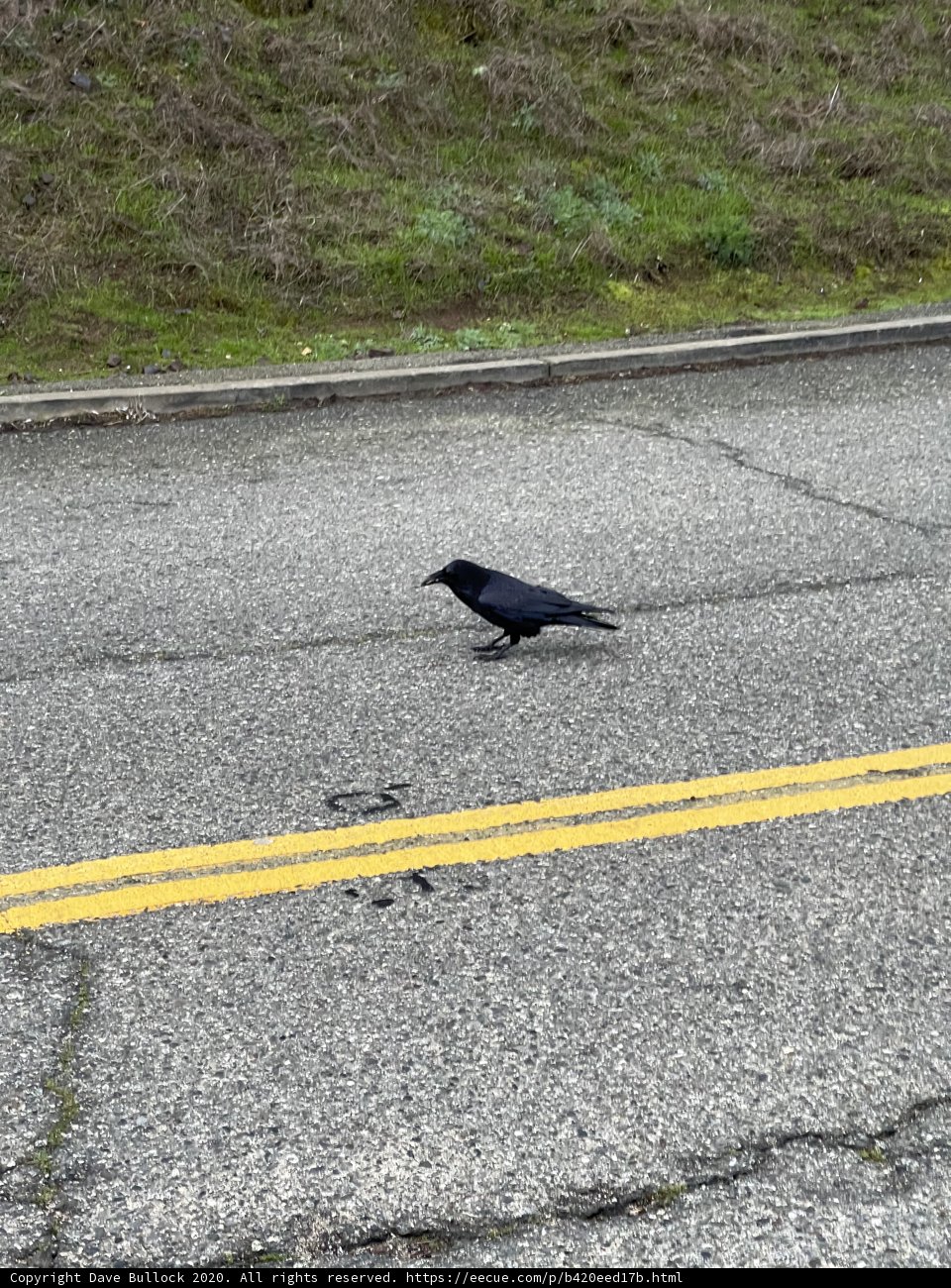Road Crosser