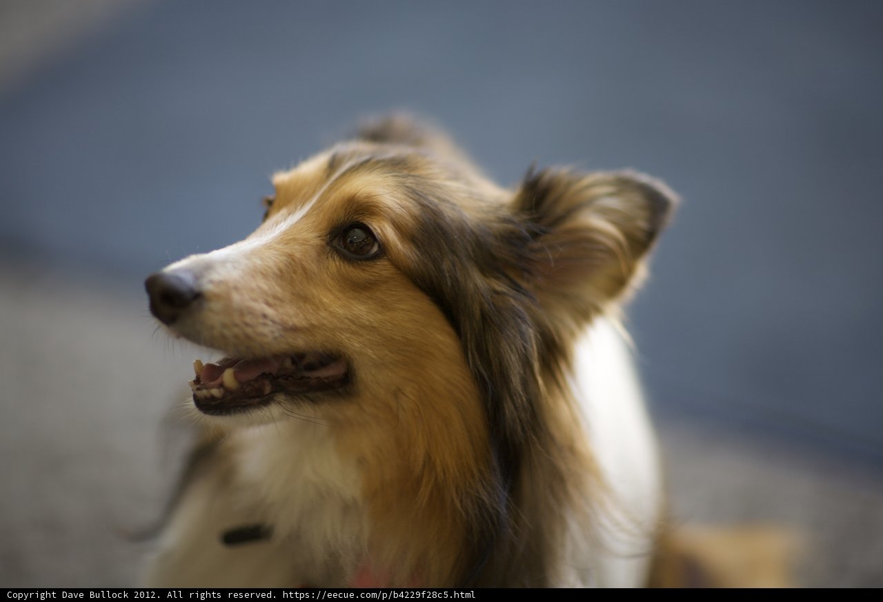 Majestic Collie