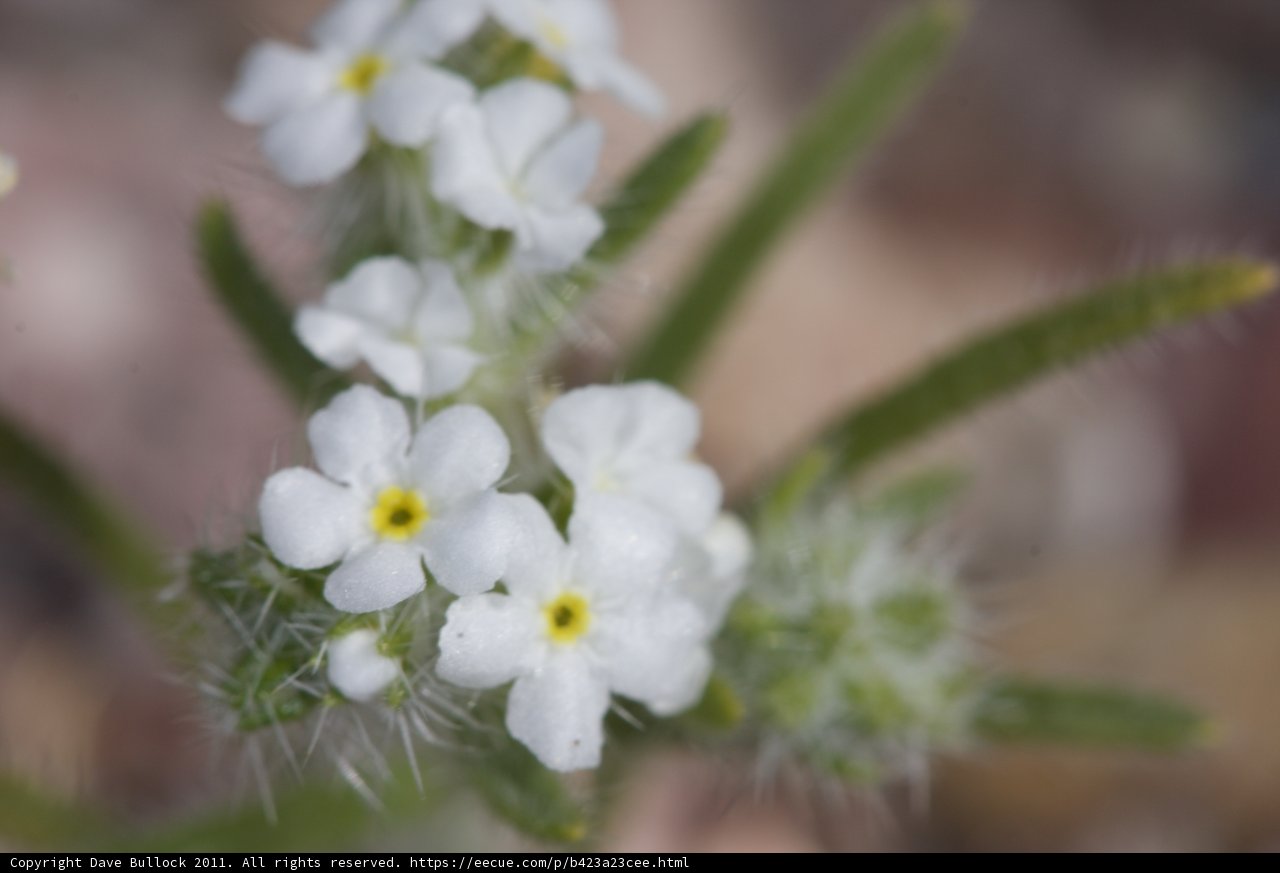 White Geranium Flower
