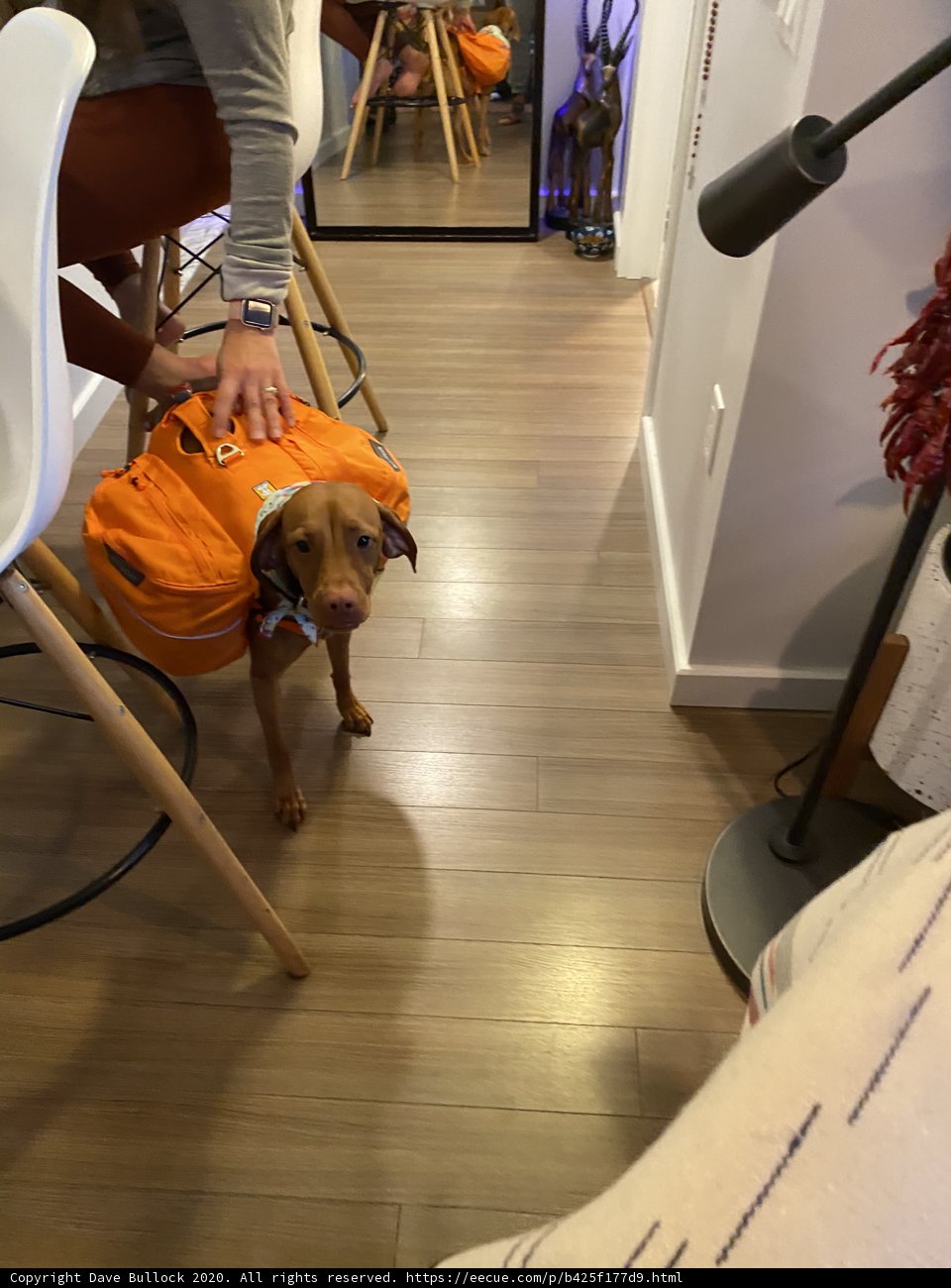 Fashionable Canine Backpack