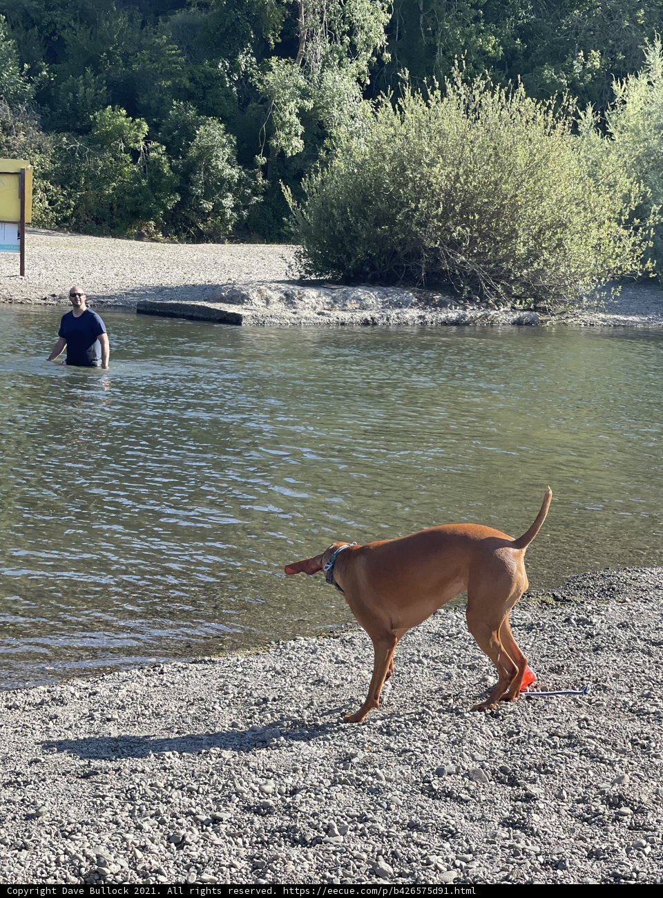 Man's Best Friend