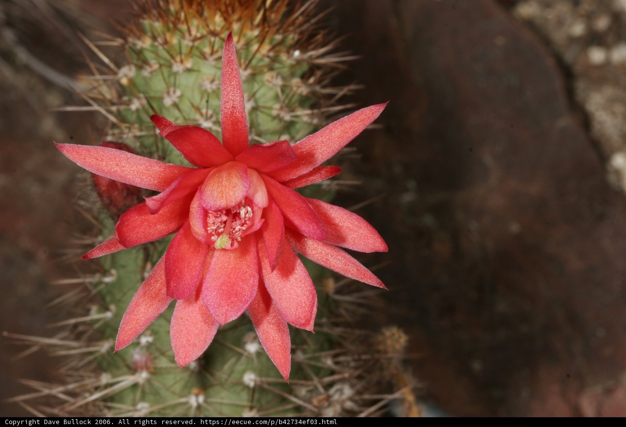 Scarlet Bloom