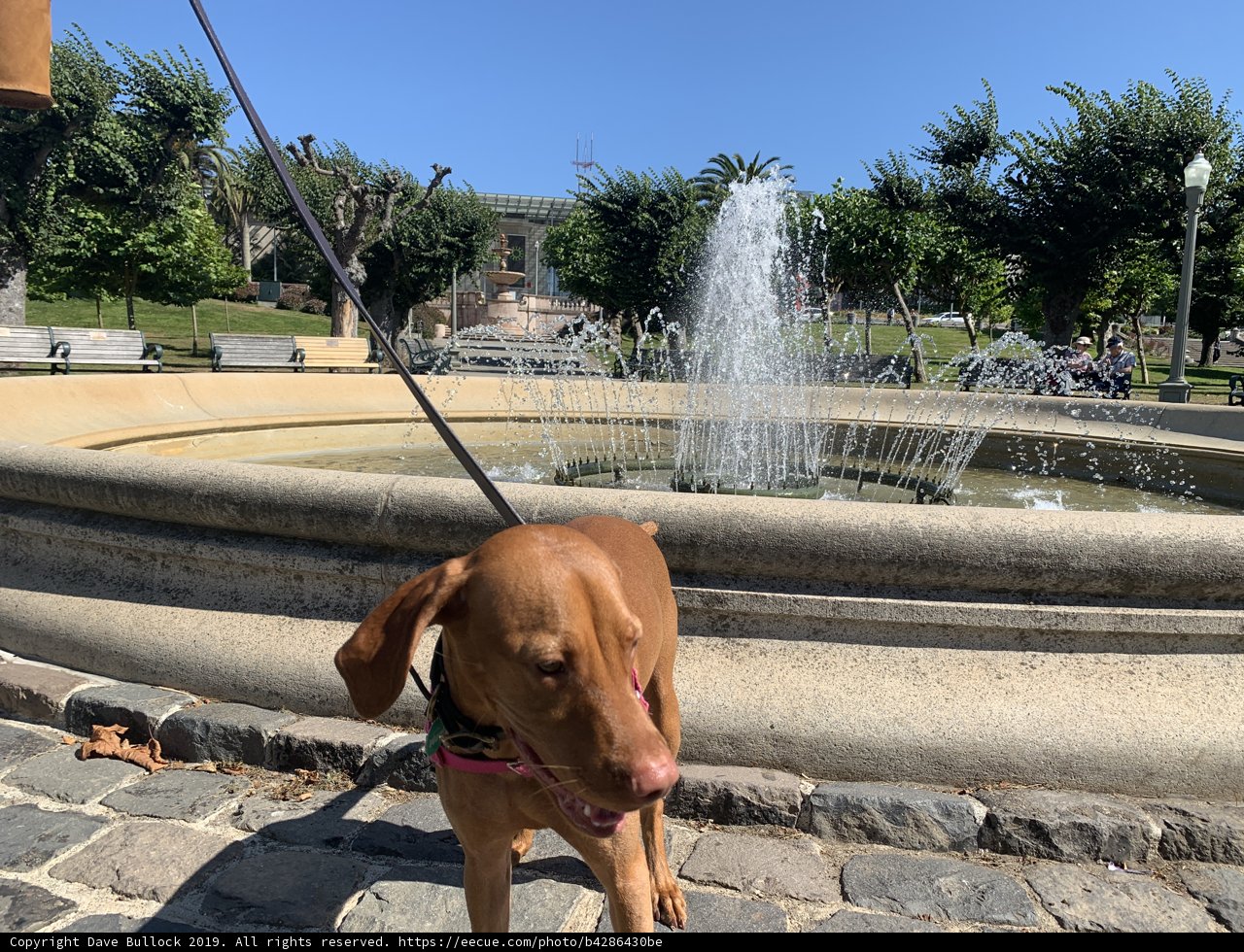 Canine at the Fountain