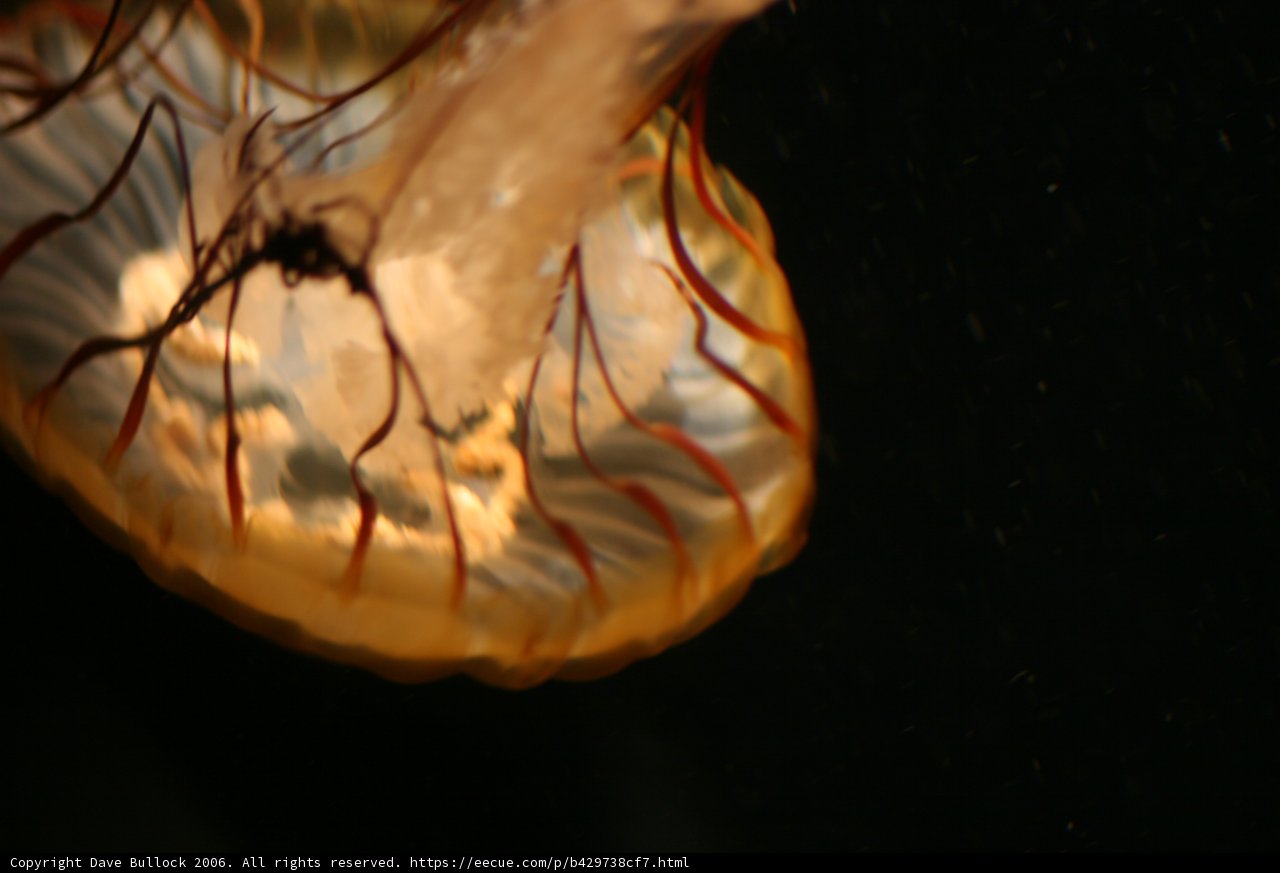 Majestic Jellyfish in the Deep Blue Sea