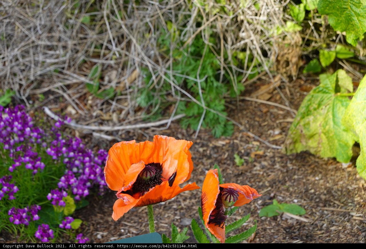 Vibrant Orange Flowers in San Francisco Zoo