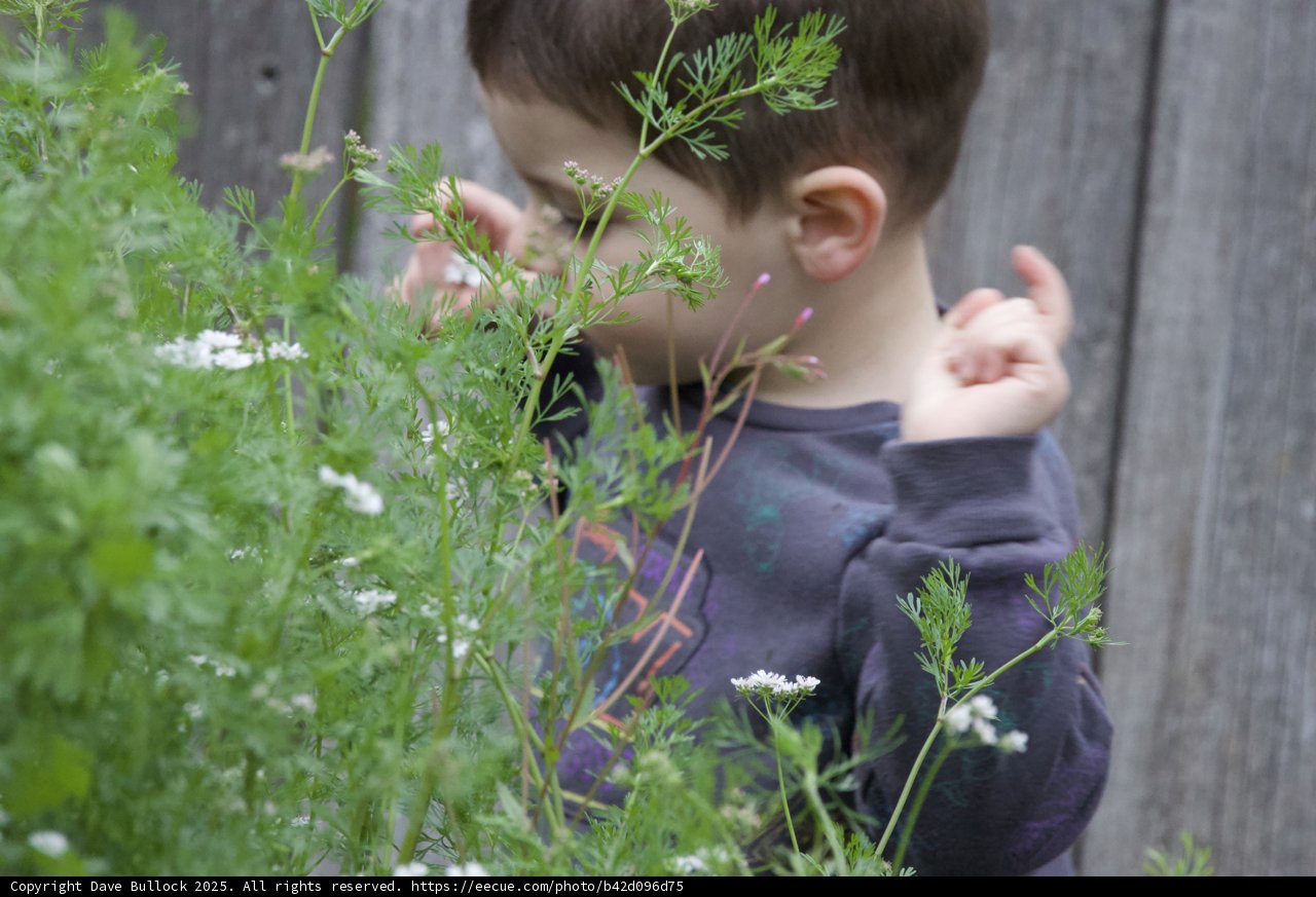 A Moment of Scented Discovery