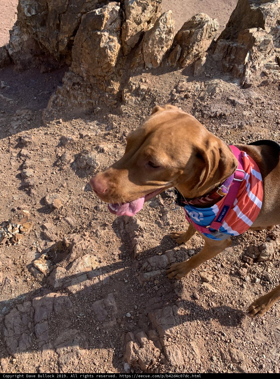 Rocky Hill Pooch