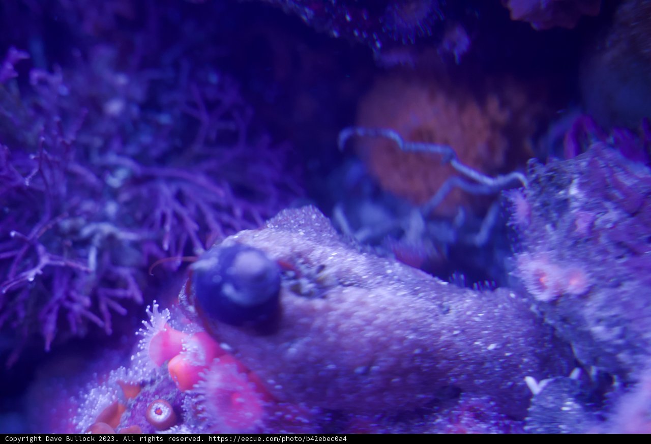 Purple Majesty Under the Sea - Monterey Bay Aquarium, 2023