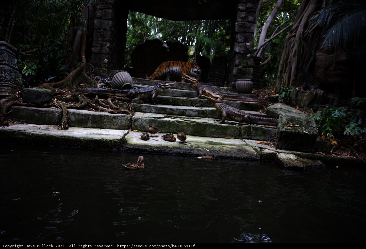 A Peculiar Gathering at the Pond