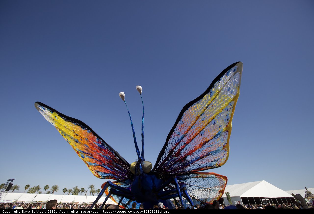Colorful Butterfly Takes Flight