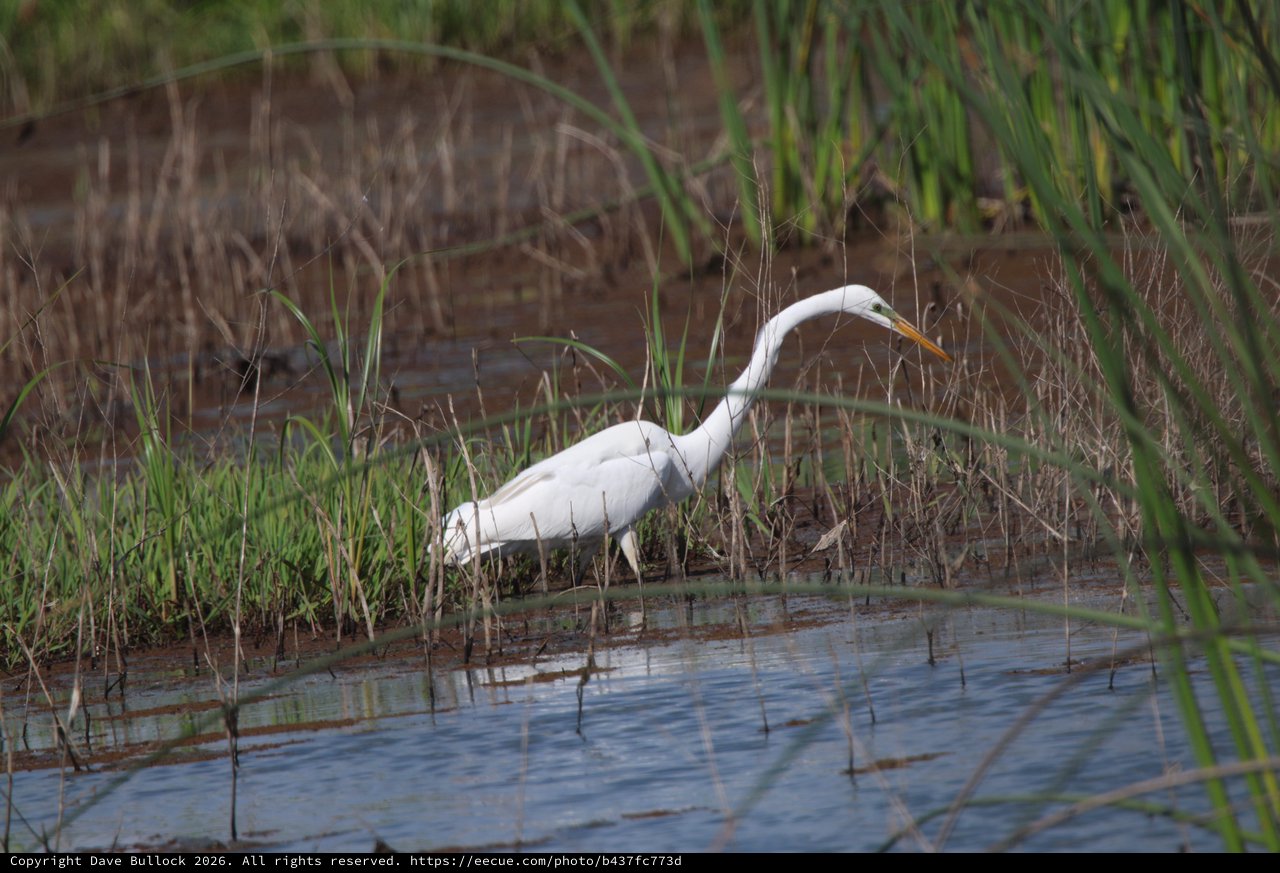 Great Egret Hunting in Wetland Marsh