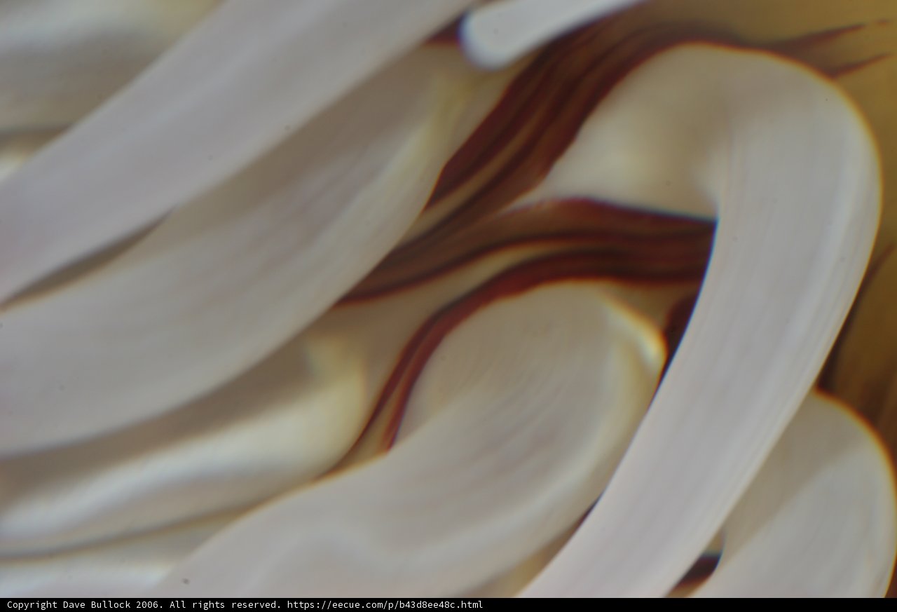 Red and White Swirl Flower in the Sea
