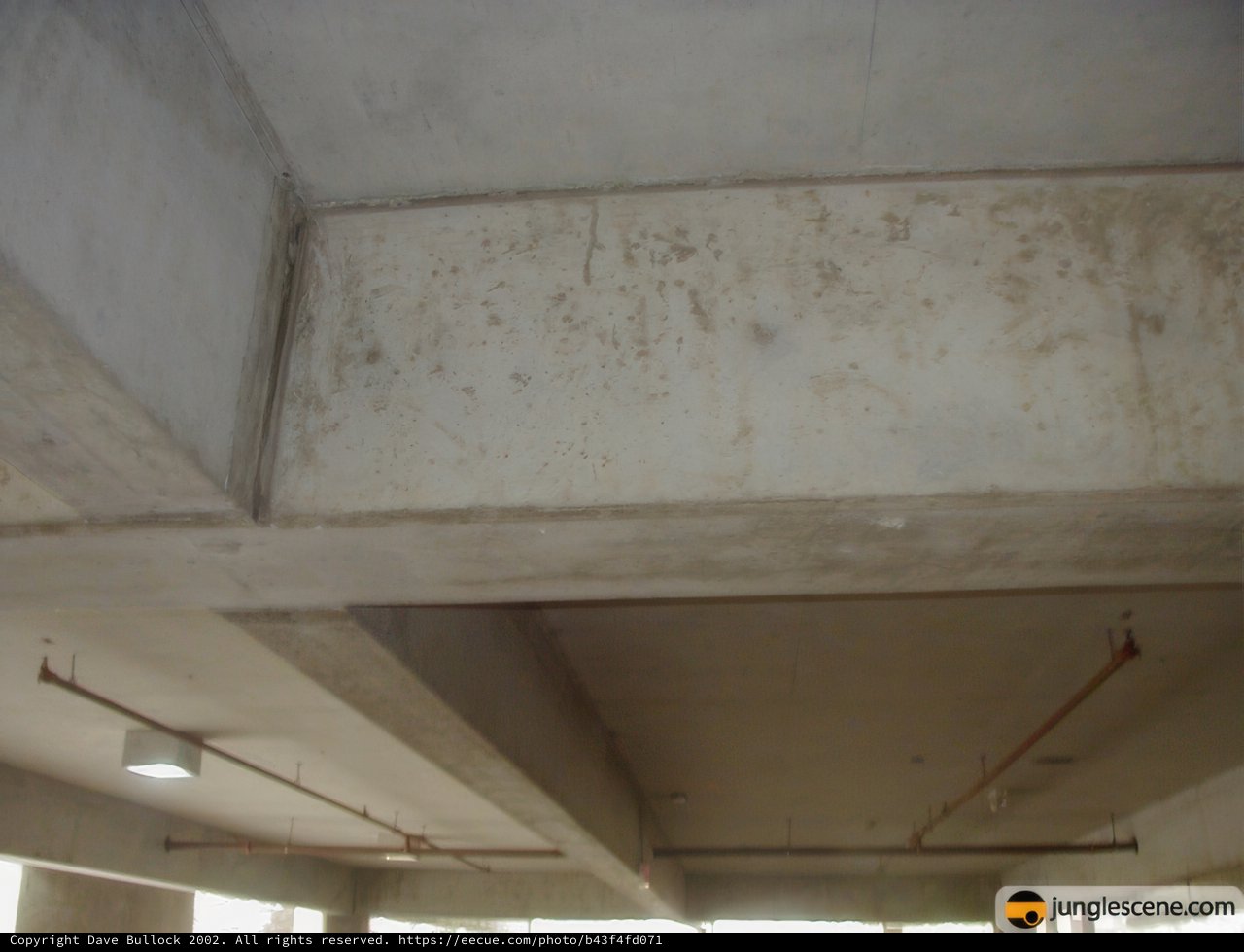 Mold Takes Over the Ceiling of an Office Building